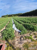 Zatrudnię pracowników  do zbioru truskawek po 20 maja,praca na akord.Więcej informacji  udzielę pod nr. Tel. 669658715