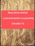 Skup zboża paszowe zanieczyszczone wilgotne niepełnowartościowe z zapachem z robakiem. Odbiór z gospodarstwa. Płatne w dniu załadunku