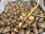 I will sell potatoes with phyto/plant passport for export to EU and non-EU countries. Very good quality and prices. We invite you to...