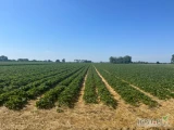 Zatrudnię 25 osób do zbioru truskawek. Plantacje nawadniane i ściółkowane. Darmowe zakwaterowanie i warzywa. 