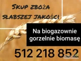 Kupię zboże słabszej jakości na biogaz i gorzelnię,  biomasę szybkie szybki odbiór i płatność 512 218 852