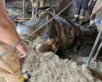 Druhowie uratowali krowy, które wpadły do zbiornika na gnojowicę