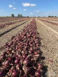 Cebula czerwona, odmiana red ray, kaliber 5-8, ilości samochodowe 