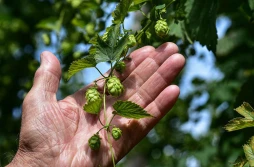 UOKiK: plantatorzy chmielu najsłabszą grupą na rynku piwa