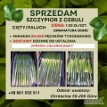 Mam do sprzedania szczypior z cebuli cięty/paluch.Cena 1.30 szt.Minimum 20 000 pęczków tygodniowo.