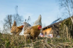 ARiMR: drobiu na użytek własny rejestrować nie trzeba