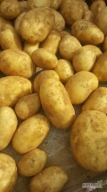 Hello! We are a company from Romania . Looking from a collaboration. We have a large capacity of potatoes 