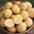 I sell potatoes from Romania! Contact us to collaborate:
