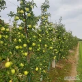 Sprzedam Goldena od 6,5 na soki lub obierkę. Golden ładny częściowo nadaje się deser. Ilości tirowe, okolice Sandomierza. Przewidywany...