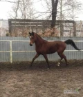 Witam, posiadam na sprzedaż 3-letniego ogiera czystej krwi arabskiej. Koń jest wstępnie obeznany z siodłem, lonżowany, przyzwyczajony...