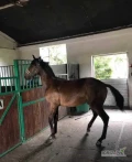 Posiadam na sprzedaż ogierka małopolskiego ur. 3.06.2022r., na ten moment ma ponad 160cm wzrostu. Spokojny, niesamowicie zrównoważony,...