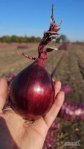 Sprzedam cebulę czerwoną kaliber +5 w siatce 30kg, łuska mocna i sucha, posiadamy 2 auta na sprzedaż