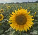 Kwiaty cięte słonecznika, odmiana Taiyo (Helianthus Annuus).
