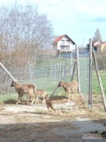 Sprzedam młodego półtorarocznego zdrowego tryka muflona. Cena 700zł .Miejscowość Łazy , gmina Jasienica.