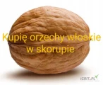 Kupię orzechy włoskie w skorupie.  Za ładny towar dobrze  zapłacę 