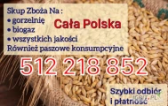 Kupię zboża  gorszej jakości  i paszowe niepełnowartościowe, porażone porośnięte z zapachem. Szybki odbiór -płatność  512 218...