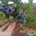 Potrzebuje ludzi do zbioru borówki amerykańskiej. Proca na okres lipiec i sierpień. 
