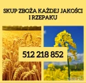 Kupię rzepak gorszej jakosci Zboże każdej jakości pszenica  rzepak pszenżyto żyto jęczmień. Odbiór z gospodarstwa. Szybka...