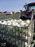 Sprzedam kapustę na przemysł od 1,5kg do3,5,ma trochę wciornastka