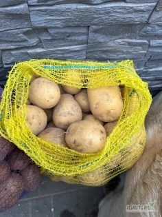 Witam, sprzedam ziemniaki odmiany Bellarosa, Gala, Soraya. Kaliber 45+ z jasnej ziemii, na oborniku. Worek 15kg lub big bag. Inny kaliber do uzgodnienia. Ilość busowe i ciężarowe. Cena do negocjacji 