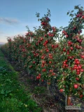 Sprzedam Red Pinove z KA po freshu za wagę w skrzyni