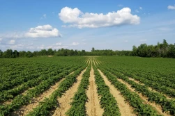 Kołodziejczak o polskich sadzeniakach ziemniaków: są bezpieczne