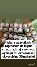 Witam, oferuję jaja z wolnego wybiegu, 300-500 tygodniowo. Po więcej informacji proszę o kontakt telefoniczny. Zapraszam do współpracy.