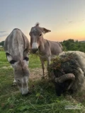 Do sprzedania Osiołek zdrowy, dobrze utrzymany, 7 lat. 