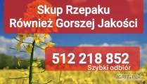 Kupię rzepak również zanieczyszczony gorszej jakosci szybki odbiór i płatność po załadunku 
