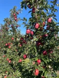 Sprzedam Glostera kaliber 7,5 + jabłko bardzo dobrze wybarwione sprzedam za wagę lub naszykuję w dowolne opakowanie ilość ok 10 ton