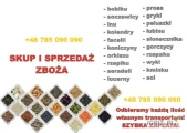 Kupię:  Proso, Len, Słonecznik, Soję, Grykę, Grykę EKO, Groch, Peluszkę, Łubin, Kminek, Fasolę, Kolendrę, Ostropest, Pestkę dyni,...