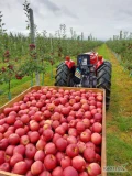 Sprzedam ciagnik sadowniczy massey ferguson 145v silnik Perkins 47km, gruby most