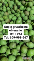 Kupię gruszkę na obieranie, zielona twarda. Może być z miodówka, kamieniem oraz innymi defektami. Odbiór z domu większych ilości. 