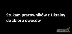 Szukam 4-6 osób do zbioru truskawek i wiśni później.
