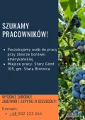 Poszukujemy osób do pracy przy zbiorze borówki amerykańskiej 
