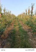 Sprzedam lobo i Cortlanca Wickiego. Około 50 skrzyń grubego Loba i 20 drobniejszego. Cortlanda około 20 skrzyń gruby. Towar ładny...