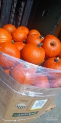 Kupię dynię typ Halloween kaliber 3-5kg , 2-5kg i 4-7kg. Opakowanie karton box. Ilości tirowe. Możliwość stałej współpracy.