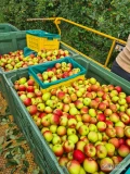 Witam. Sprzedam duże ilości jabłka ekologicznego BIO niemieckiego prosto od producenta. Bardzo wysoka jakość. Zapraszam do kontaktu 