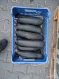 Witam sprzedam cukinie klasy 2 ilość 5 ton +-. Kalber jedna sztuka 1-1,5 kg. Więcej info 693-312-080. 