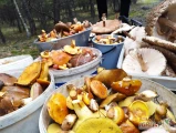 Sprzedam świeże grzyby maślaki, zbierane na zamówienie, cena 20 zł za kilogram. Możliwy hurt, negocjacja ceny powyżej 100 kg.