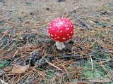 Uzbieram Amanita Muscaria - do 30 kg dziennie. Grzyby z Jury Krakowsko Częstochowskiej - dowóz do klienta. 