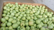 SPRZEDAM  jabłko z  chłodni   za wagę  w skrzyni:  GOLDEN  delicious  65+,  ilości całosamochodowe.  Jabłko czyste bez gradu....