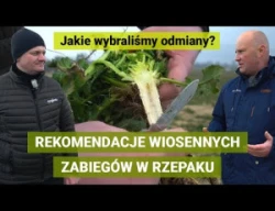 Rzepak - rekomendacje zabiegów, nawożenie. Jaki rzepak wybrać żeby zarobić?