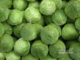 Quality Fresh Cabbage 
