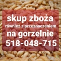 Skup zboża mokre, że sniedzia, wolkiem, z zapachem robakiem, niepełnowartościowe, zanieczyszczone. Odbiór z gospodarstwa. Płatne w...