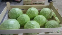 Fresh cabbage for sale, please contact us for more details WhatsApp +45 65-746-464