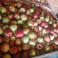 Sprzedam Gala Brookfield, Golden, Szara Reneta Princ Select, Honey Crisp. Towar zerwany i schłodzony. Tel.513443516 