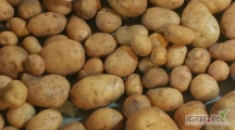 Premium Quality Fresh Potatoes for Export
