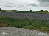 Witam,posiadam do sprzedania nasiona faceli błękitnej na poplon w ilości ok. 2t. Cena 9zł/kg. Przy większej ilości możliwość...