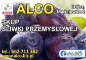 KUPIĘ JABŁKO PRZEMYSŁOWE ORAZ PRZERYWKĘ ORAZ ŚLIWKĘ CIEMNĄ NA PRZEMYSŁ 
